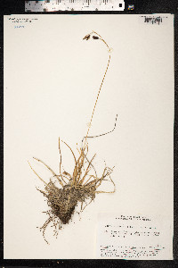 Carex stenocarpa image