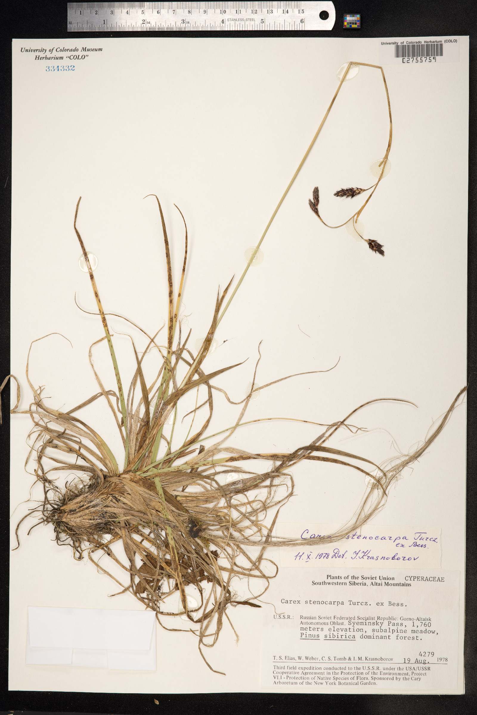 Carex stenocarpa image