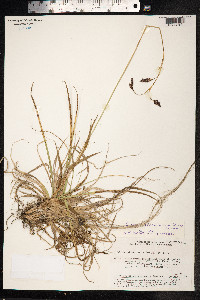 Carex stenocarpa image