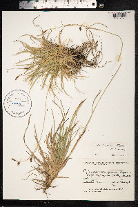 Carex stenocarpa image