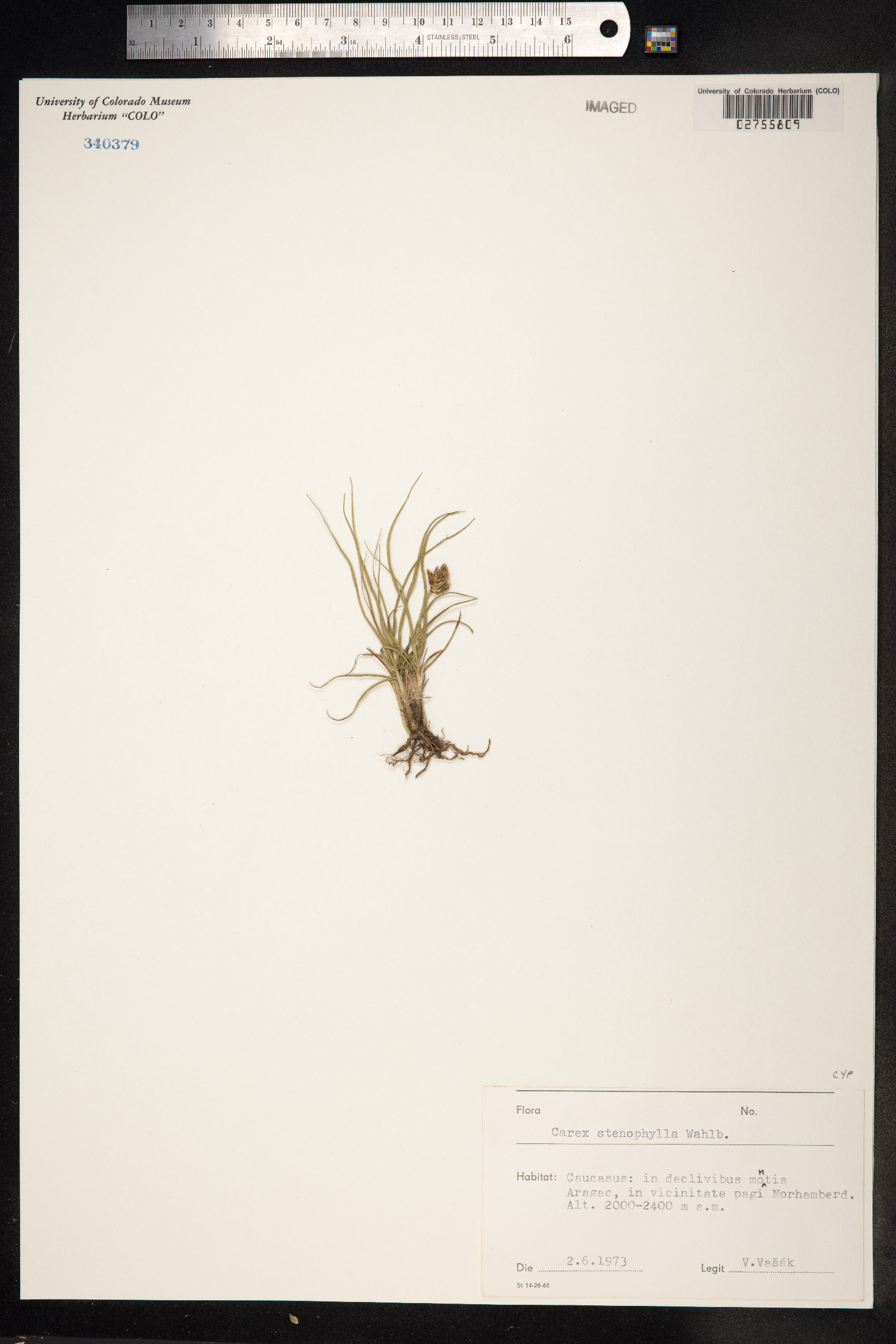 Carex duriuscula image