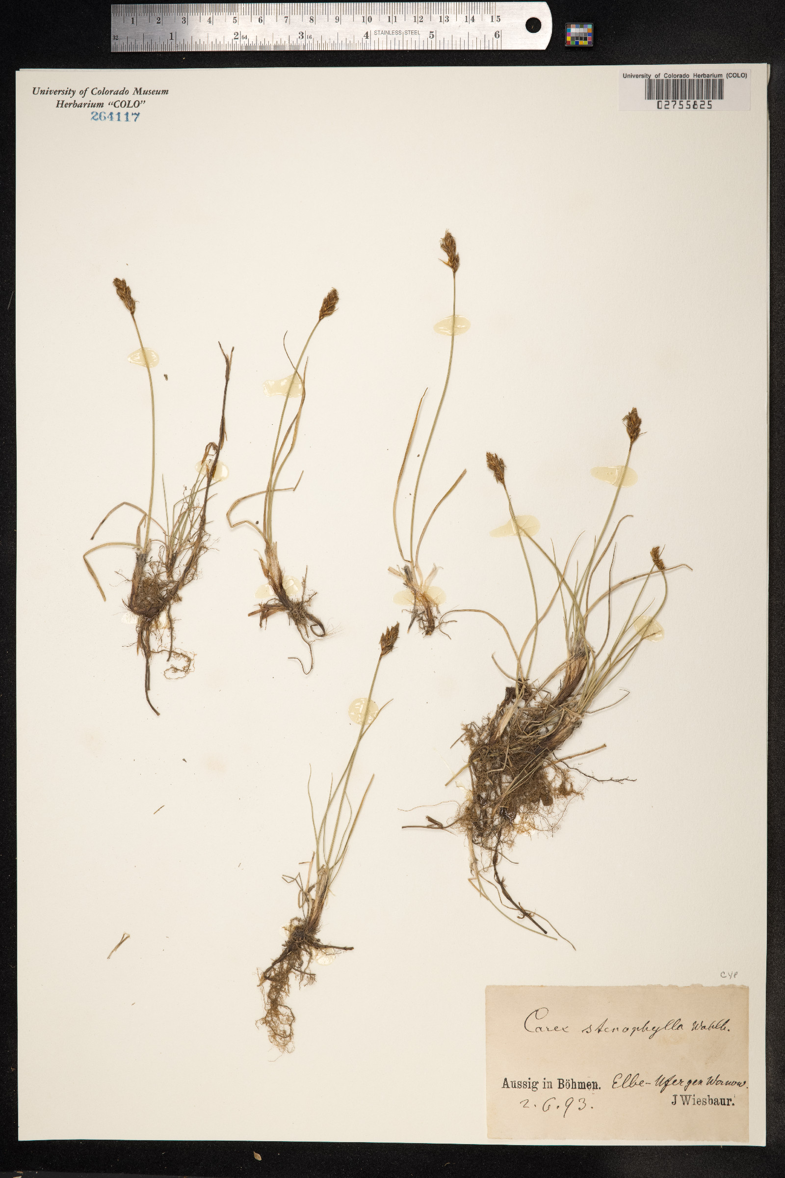 Carex duriuscula image