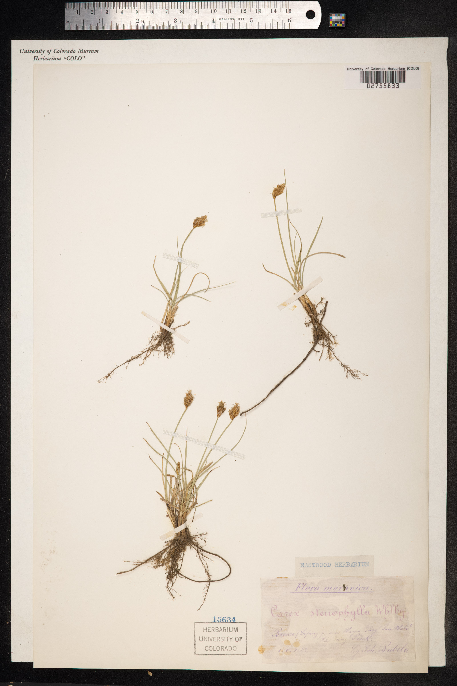 Carex duriuscula image
