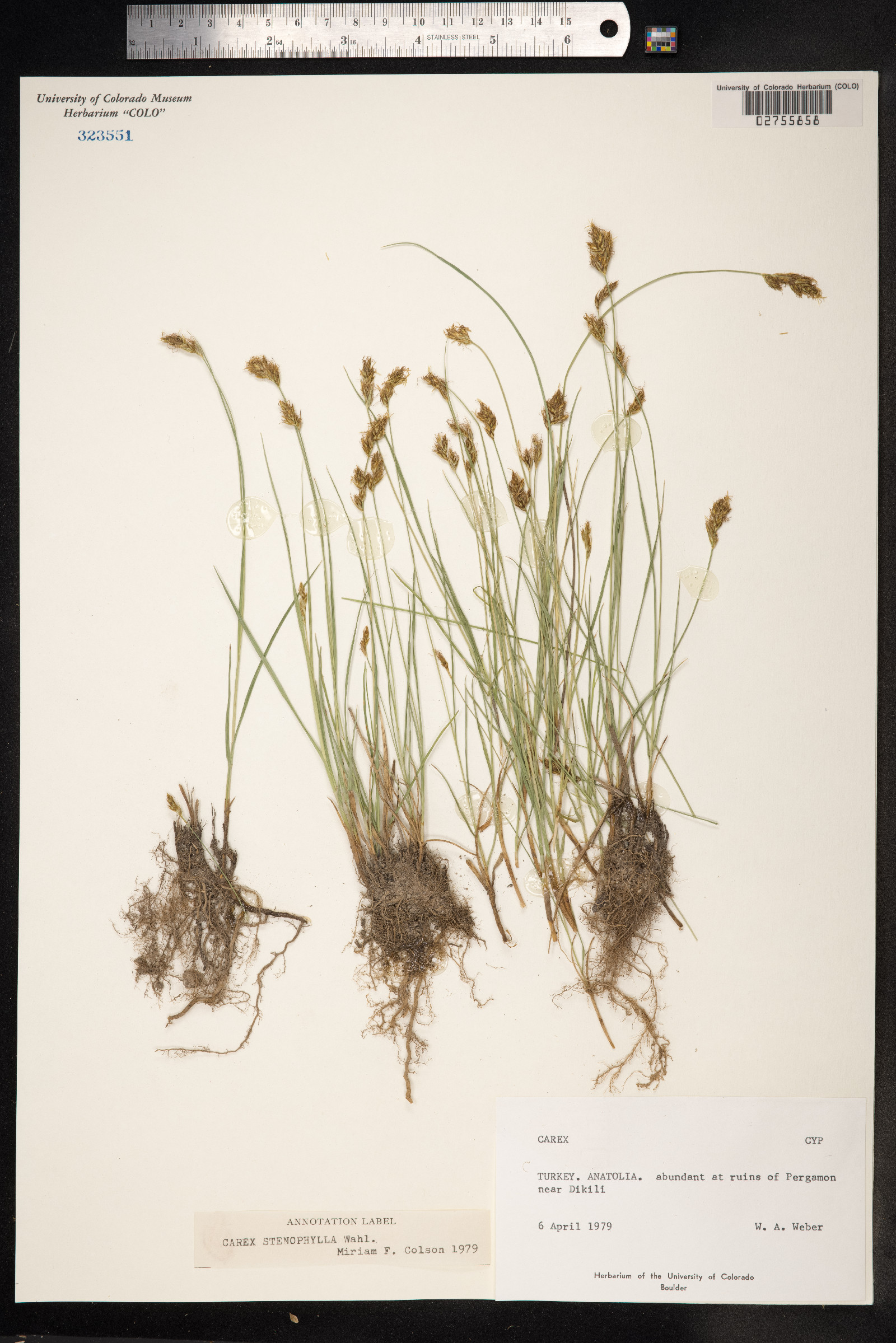 Carex duriuscula image