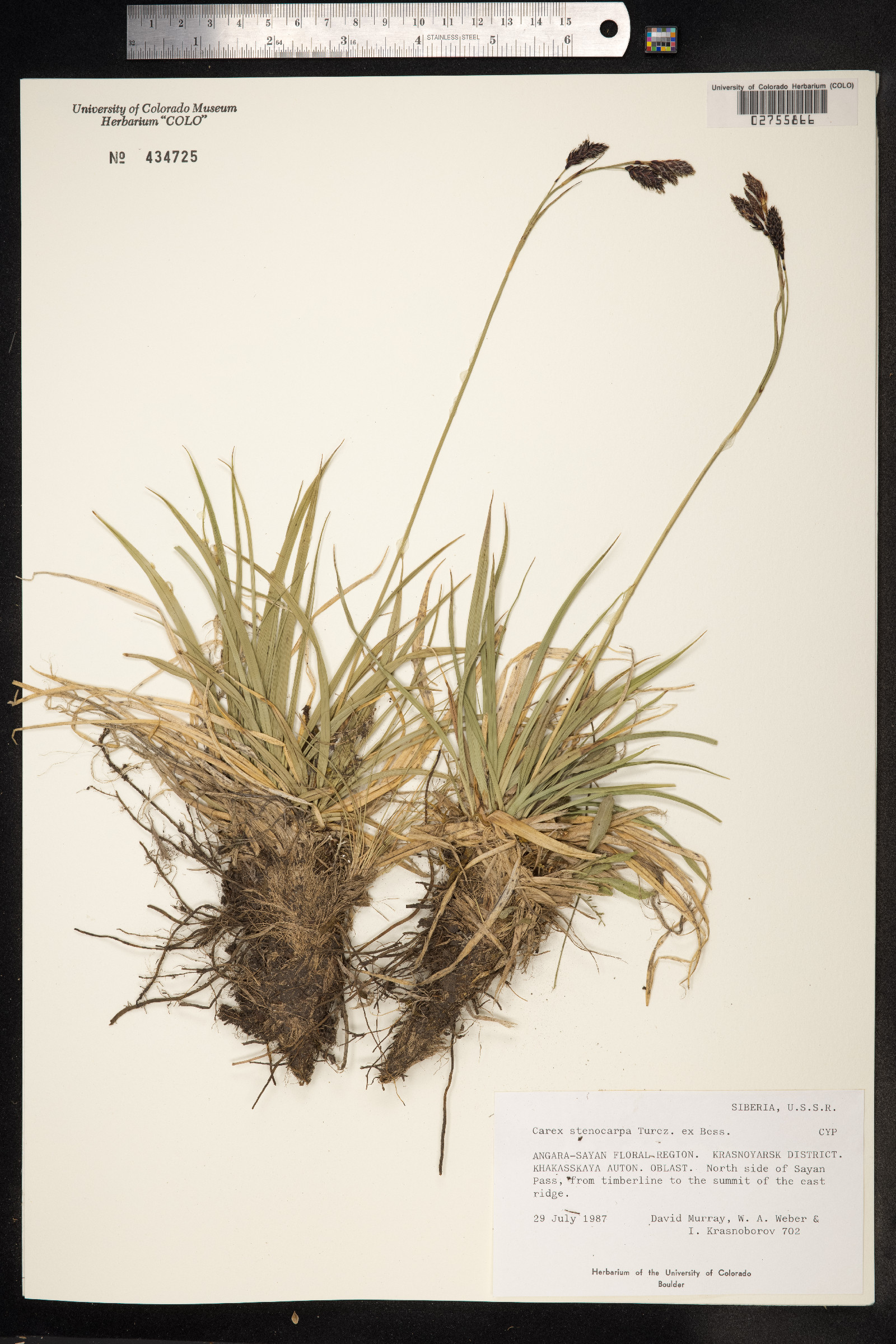 Carex stenocarpa image