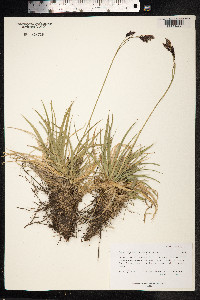 Carex stenocarpa image