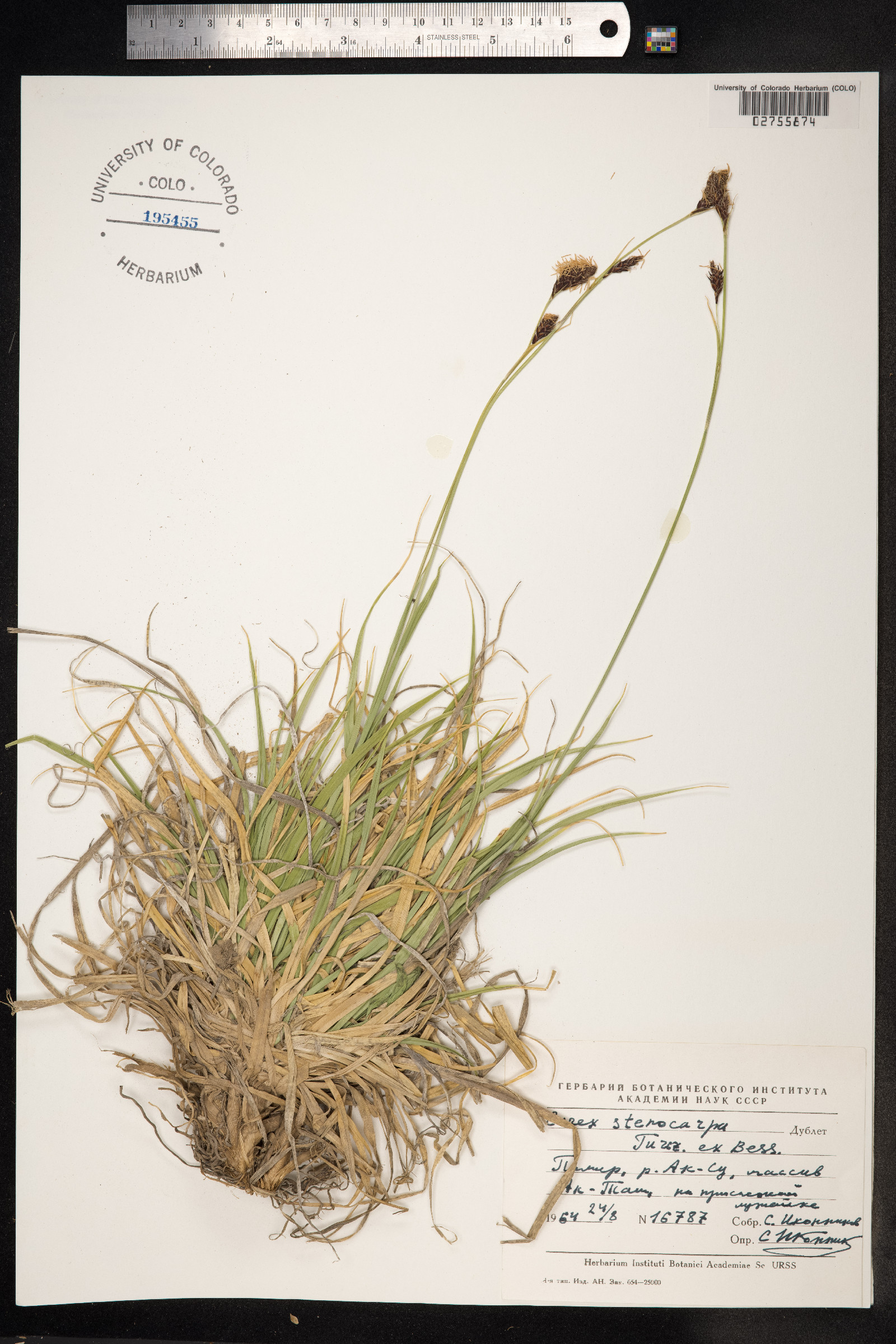Carex stenocarpa image
