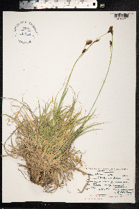Carex stenocarpa image