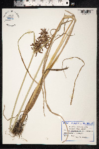 Cyperus serotinus image