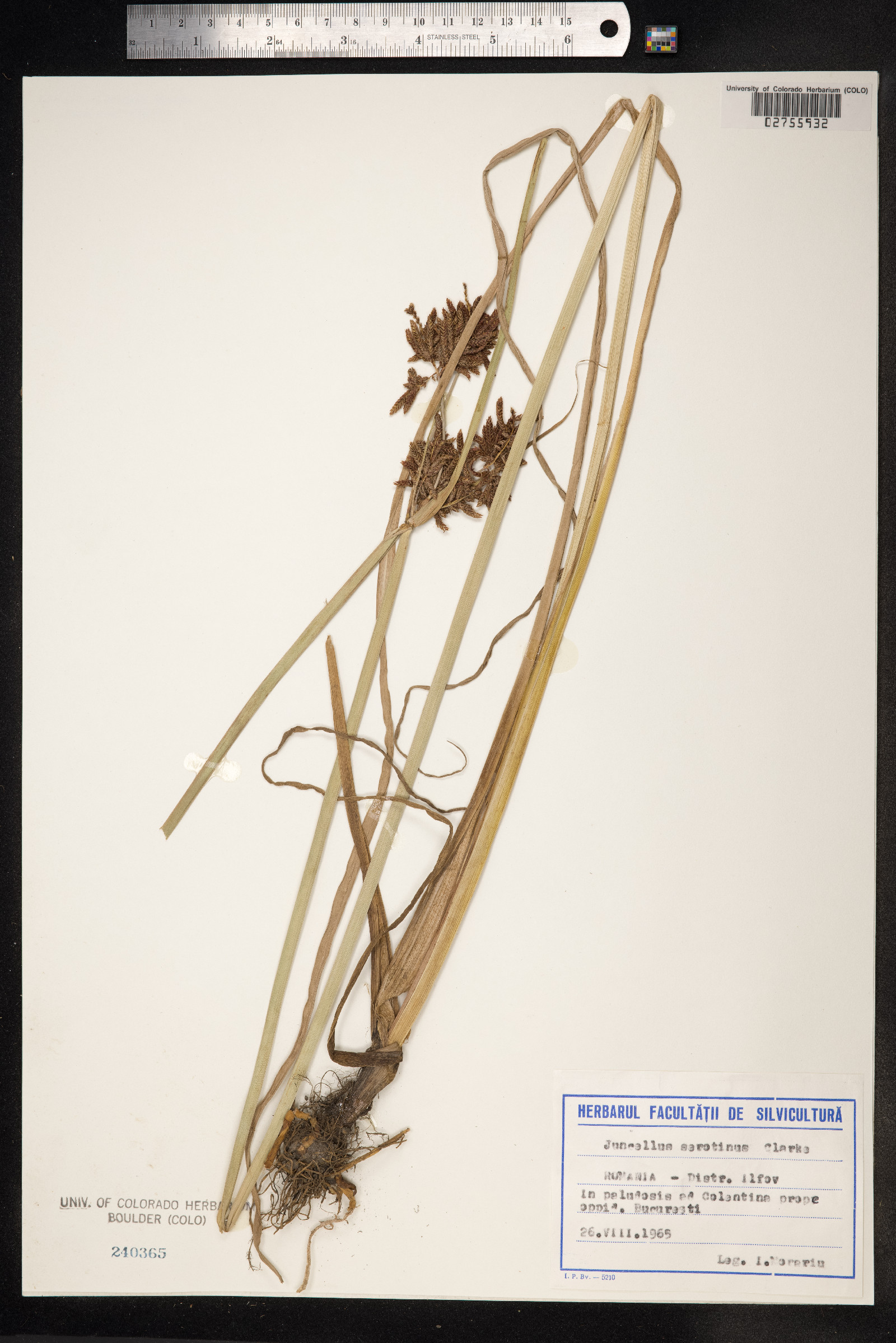 Cyperus serotinus image