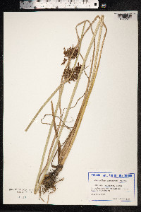 Cyperus serotinus image