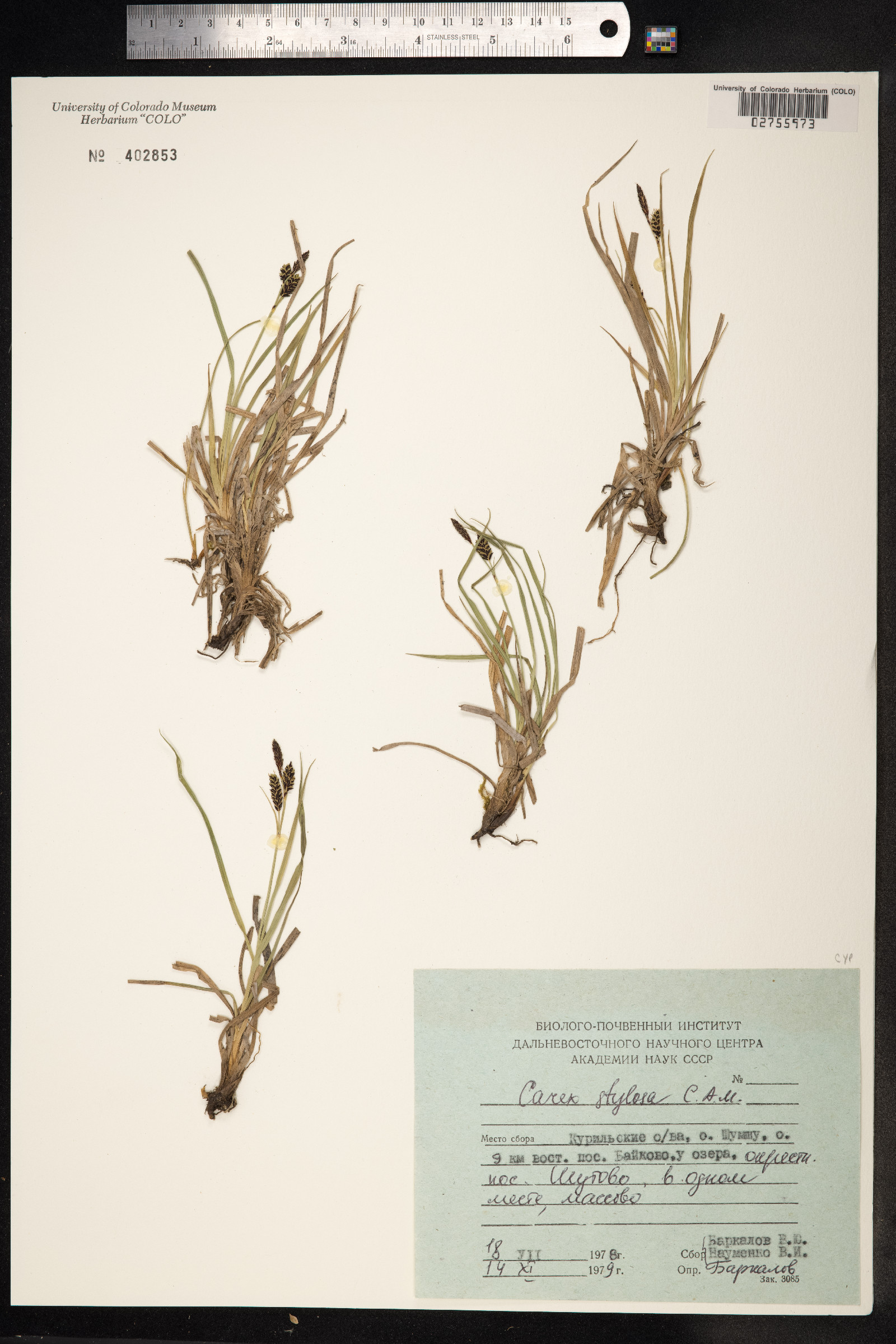 Carex stylosa image