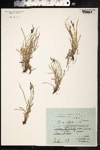 Carex stylosa image