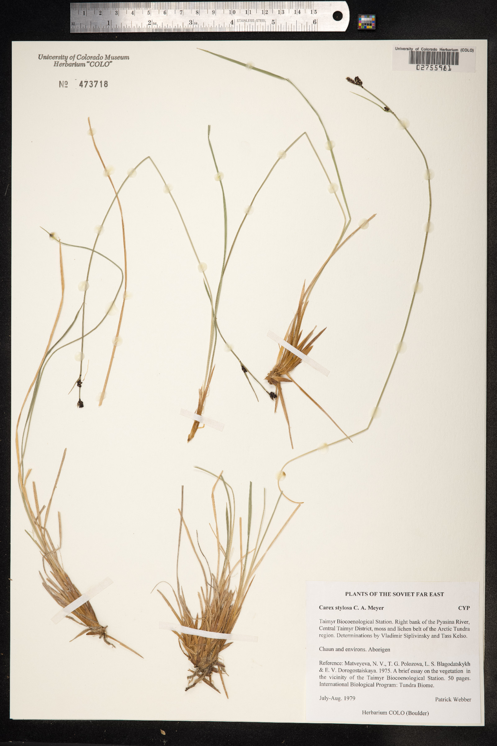 Carex stylosa image