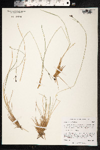 Carex stylosa image