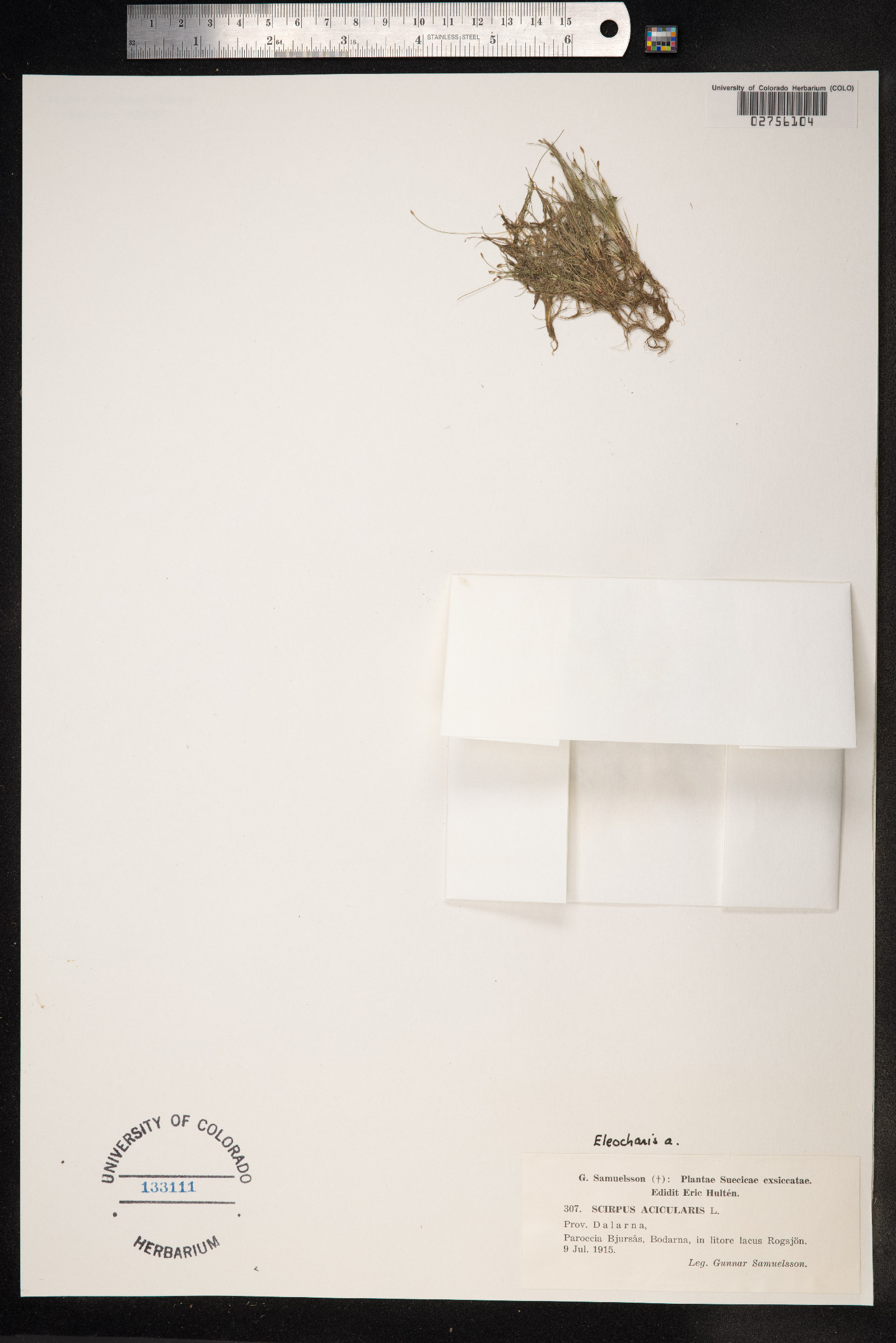 Eleocharis acicularis image