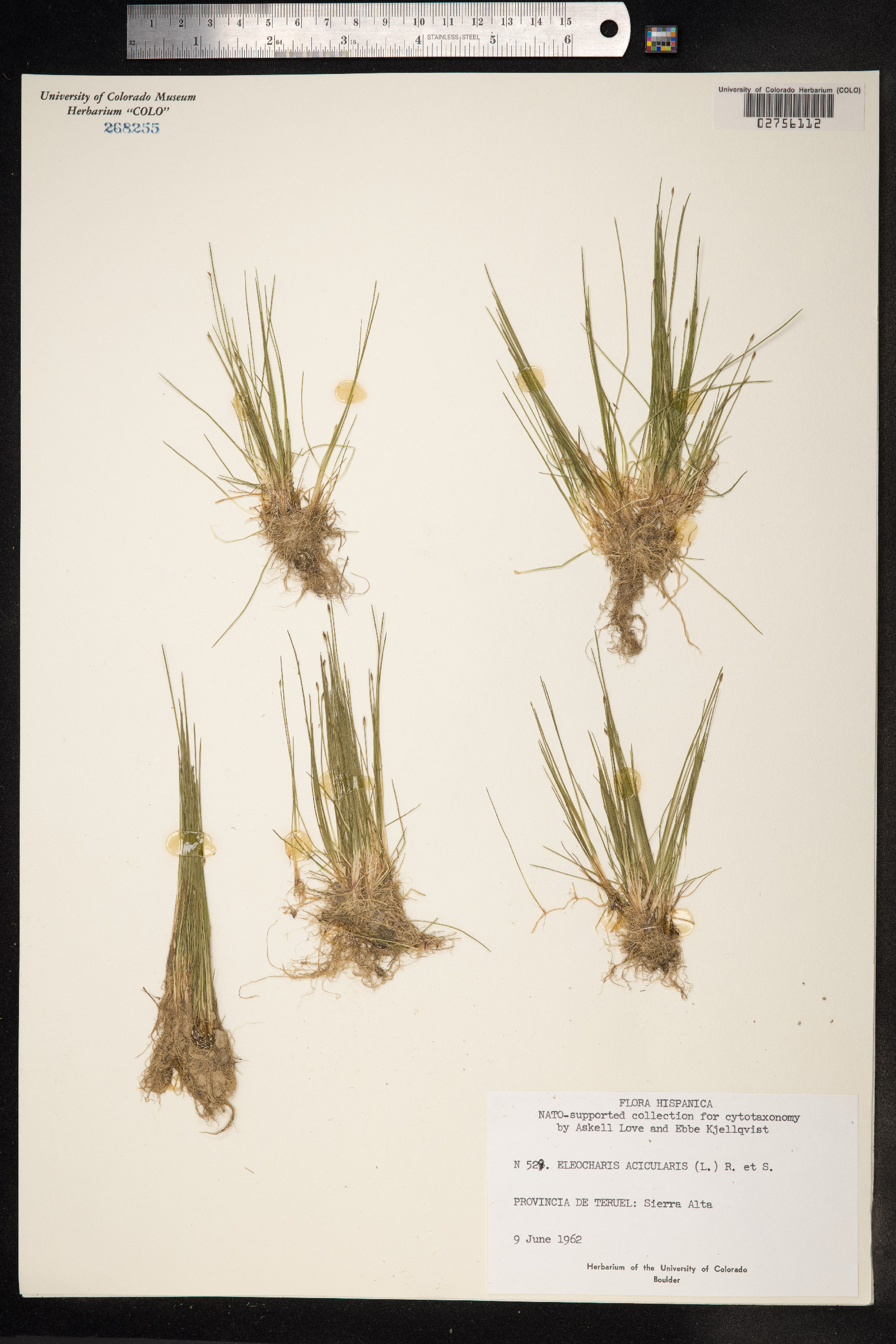 Eleocharis acicularis image