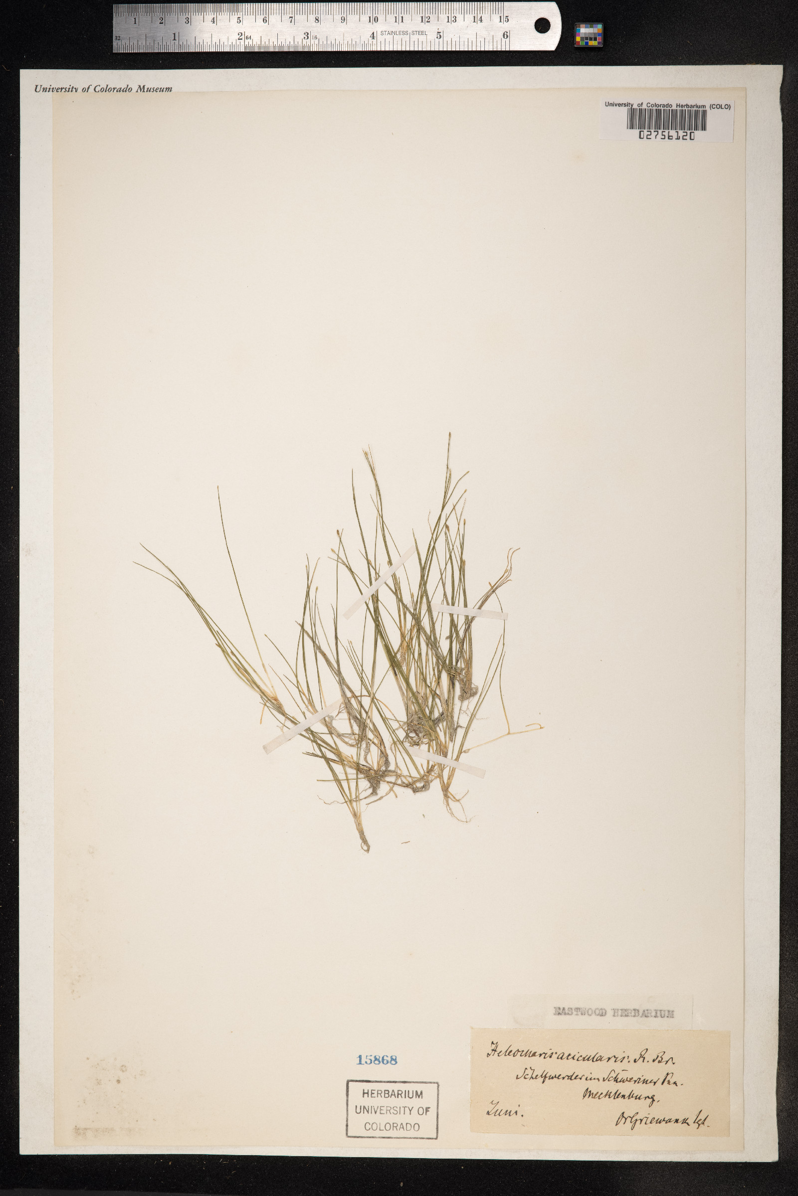 Eleocharis acicularis image