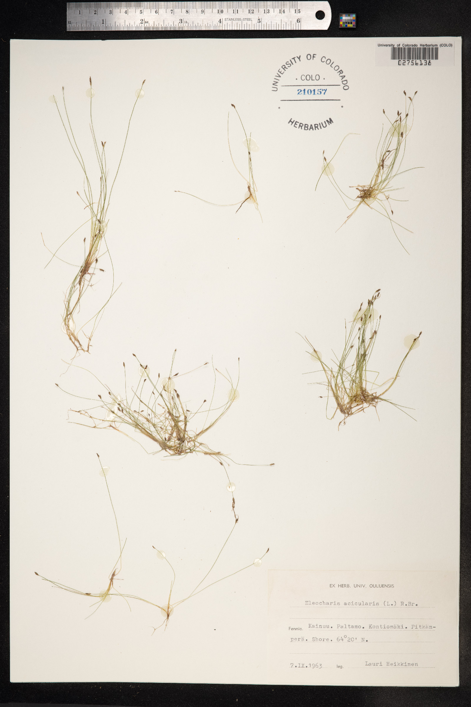 Eleocharis acicularis image