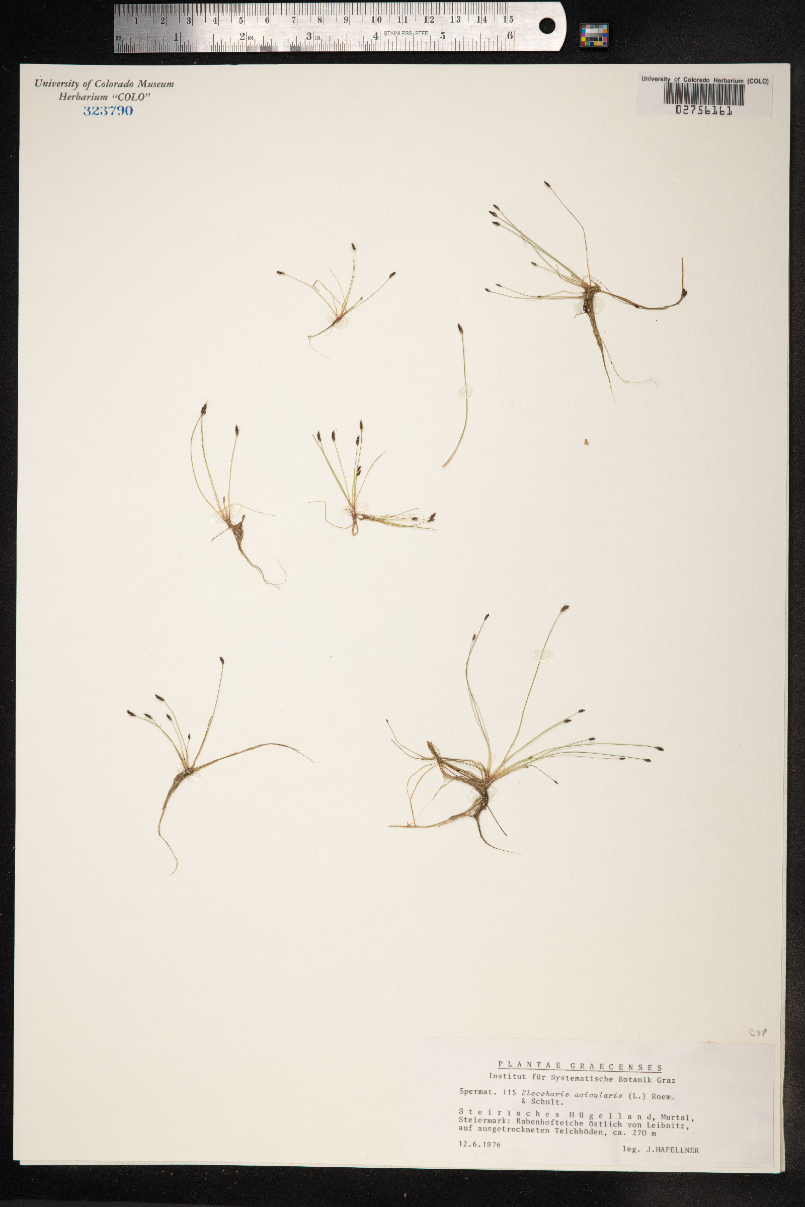Eleocharis acicularis image