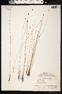 Eleocharis kamtschatica image