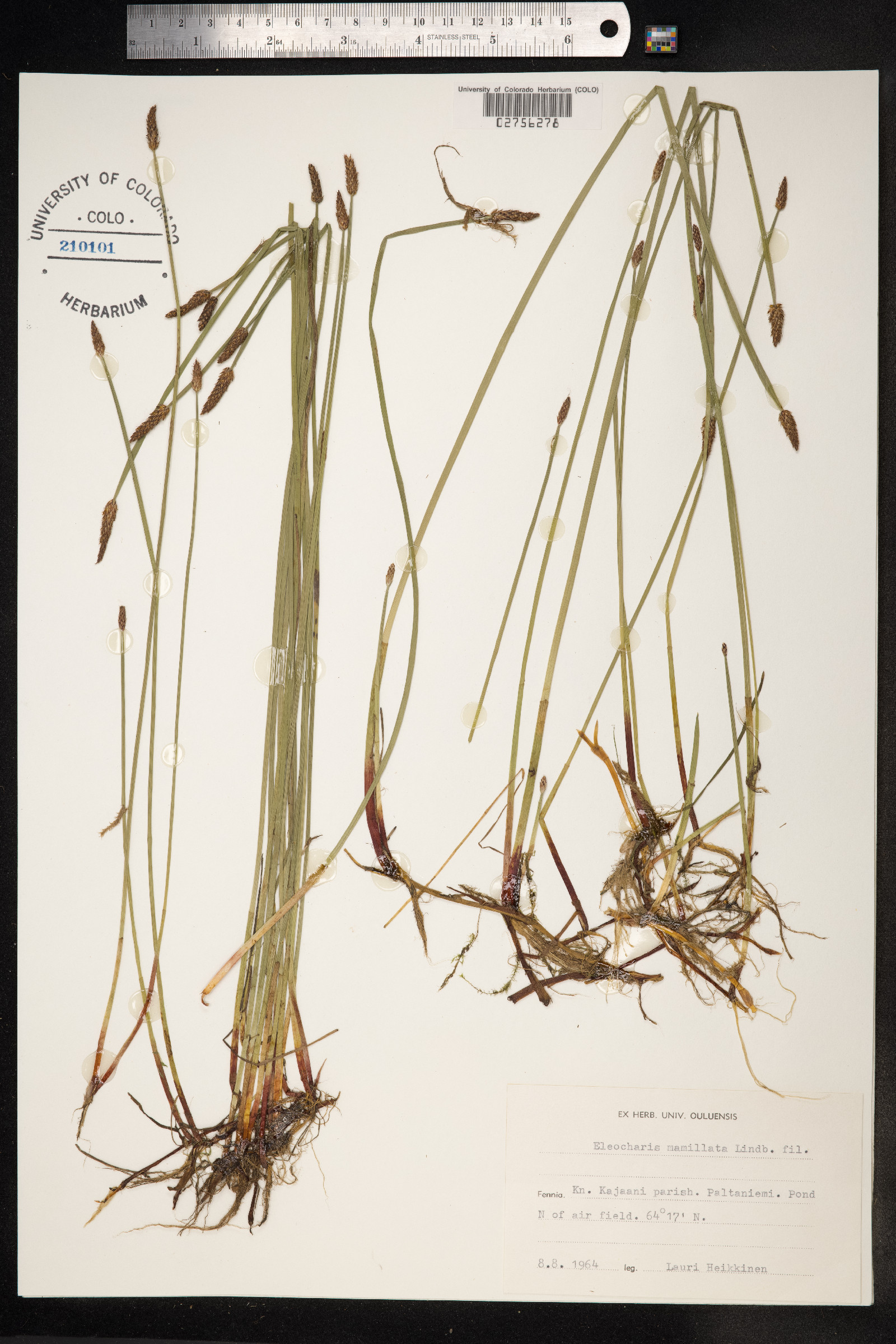Eleocharis mamillata image