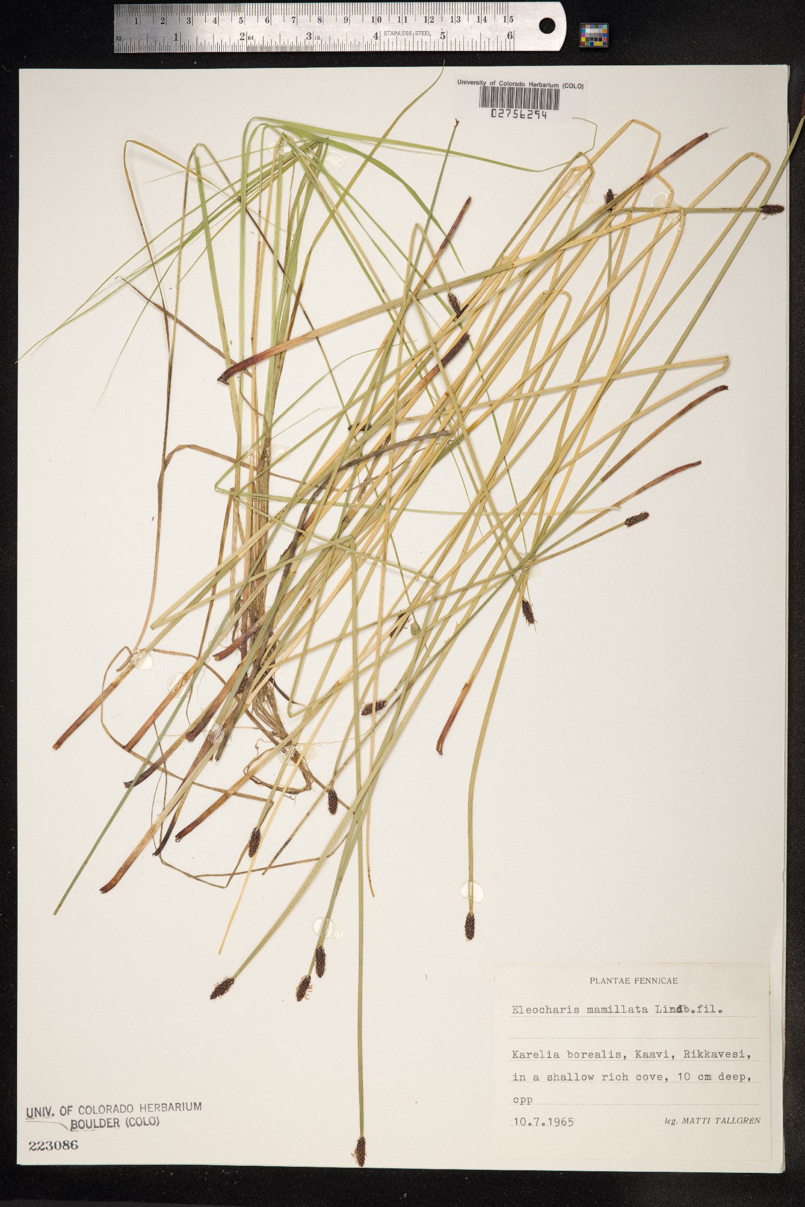 Eleocharis mamillata image