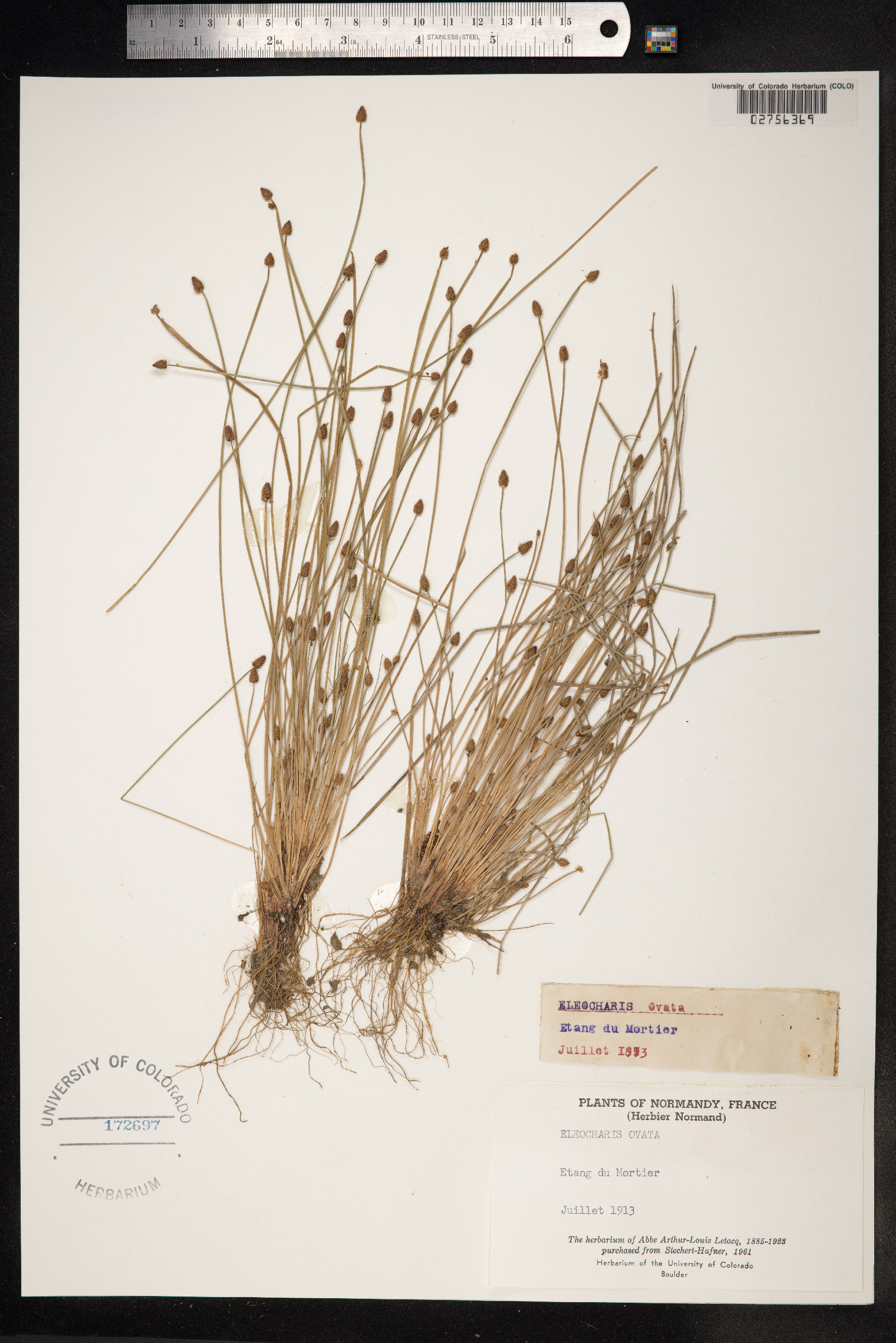 Eleocharis ovata image