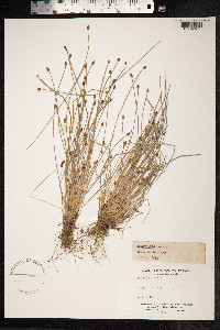 Eleocharis ovata image