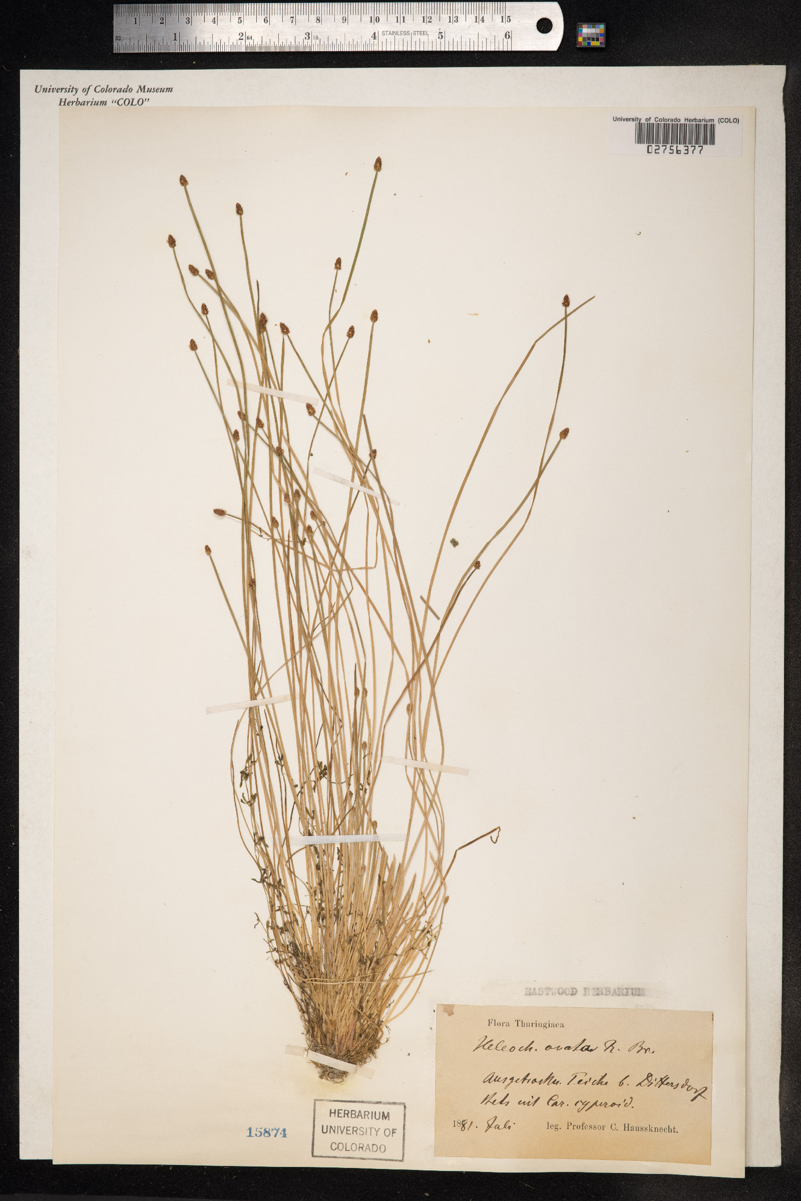 Eleocharis ovata image