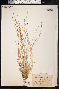 Eleocharis ovata image