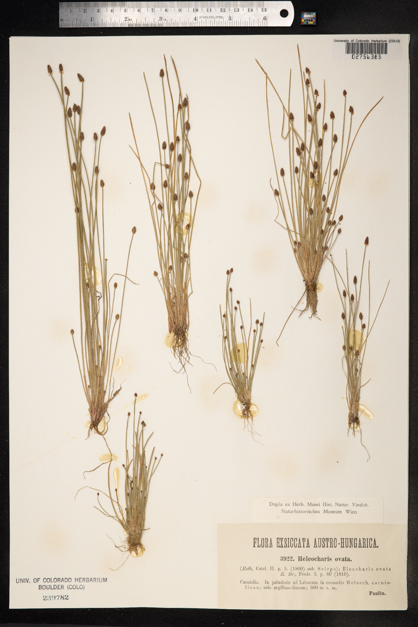 Eleocharis ovata image