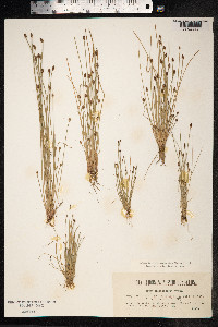 Eleocharis ovata image