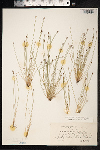 Eleocharis ovata image
