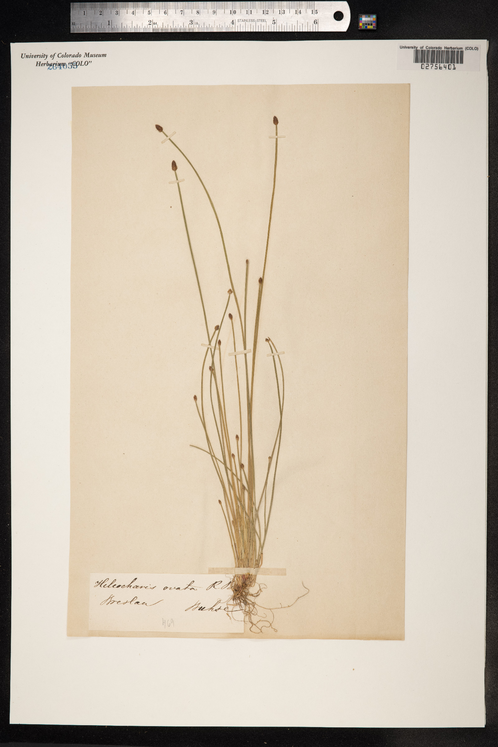 Eleocharis ovata image