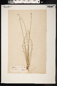 Eleocharis ovata image