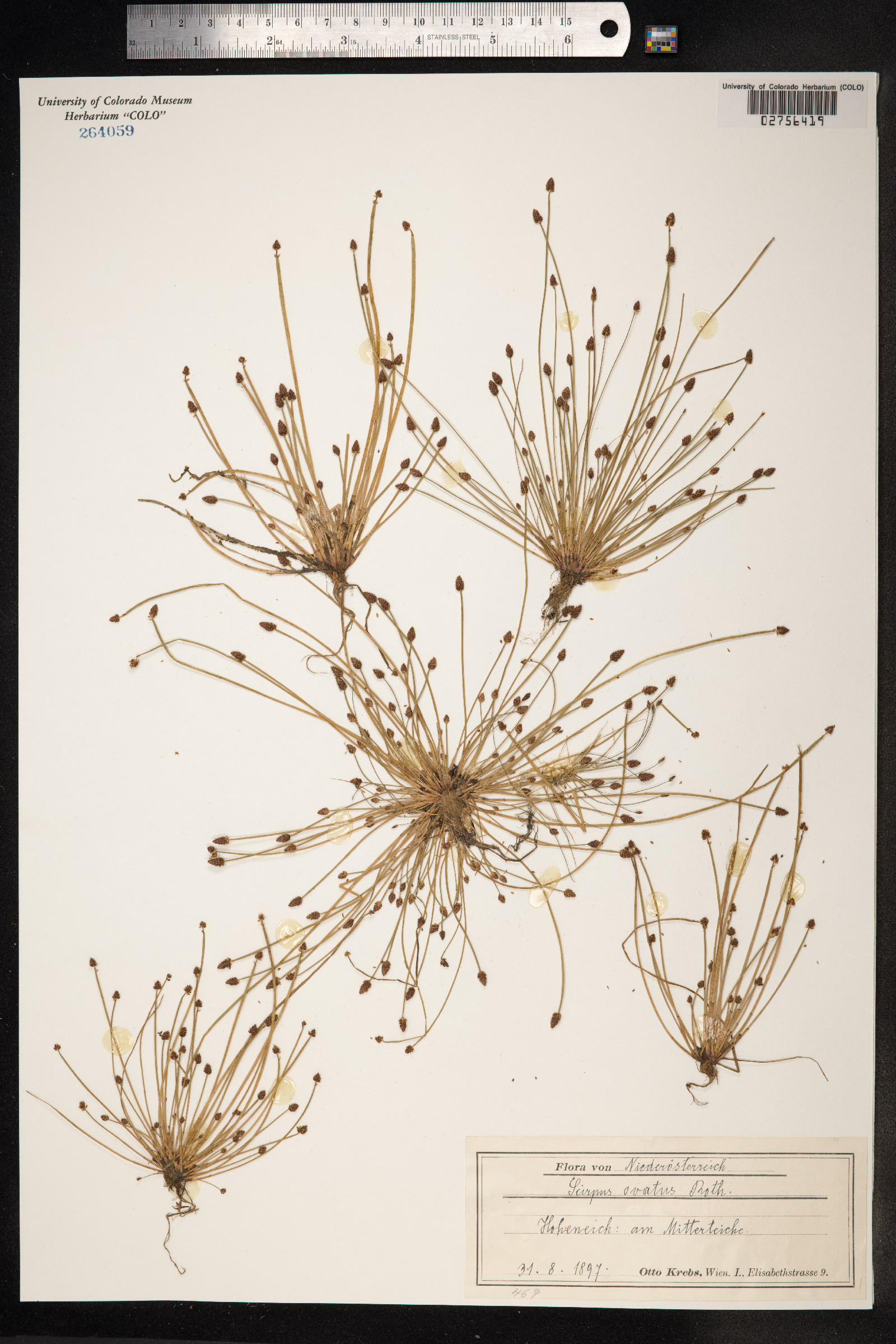 Eleocharis ovata image