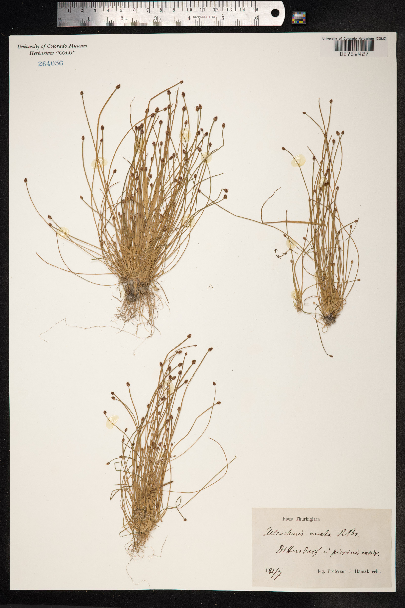 Eleocharis ovata image