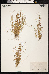 Eleocharis ovata image