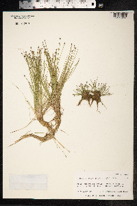 Eleocharis ovata image