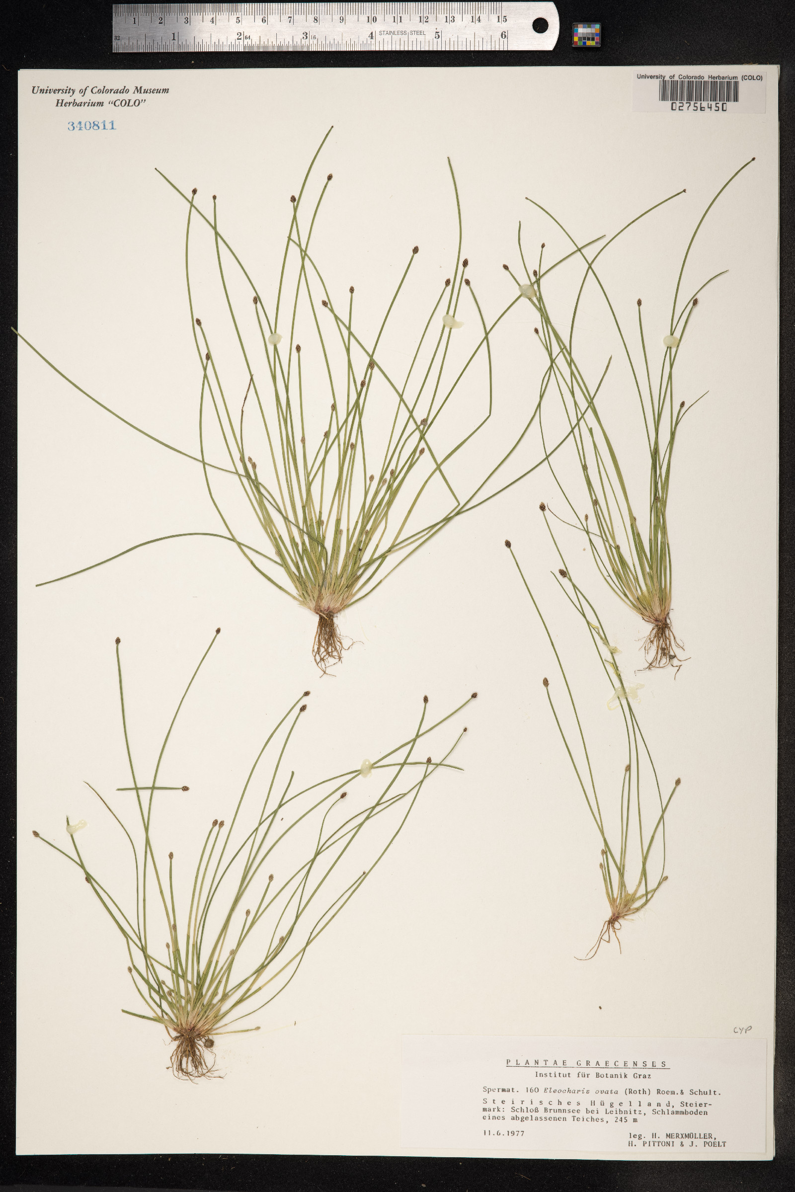 Eleocharis ovata image