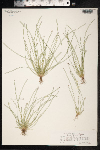 Eleocharis ovata image