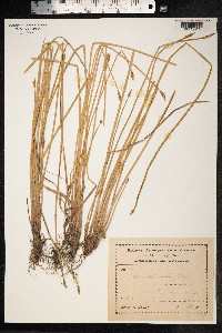 Eleocharis palustris image