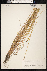 Eleocharis palustris image
