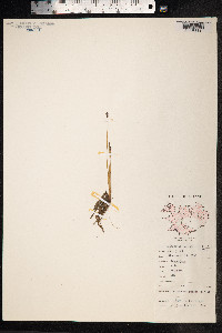 Eleocharis palustris image