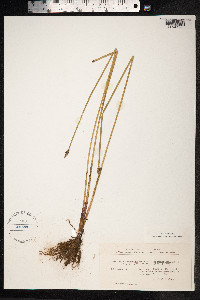 Eleocharis palustris image