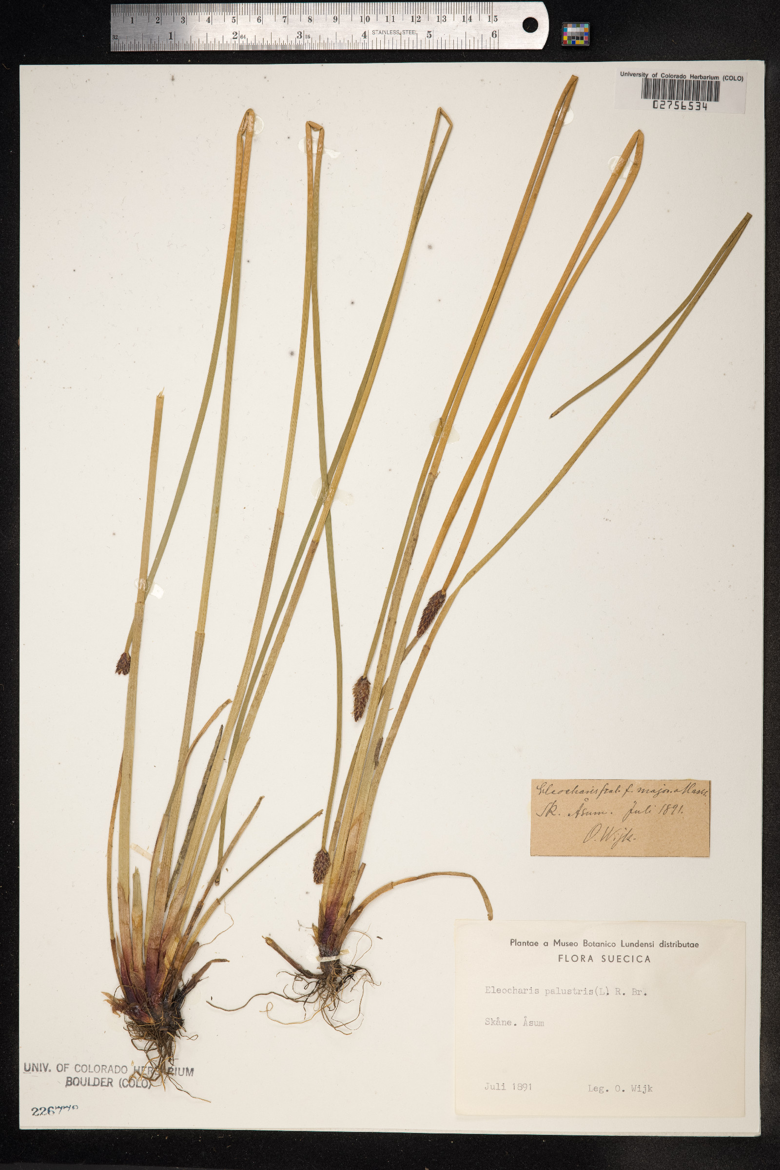 Eleocharis palustris image