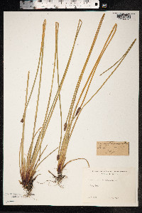 Eleocharis palustris image