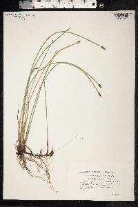 Eleocharis palustris image