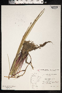 Eleocharis palustris image